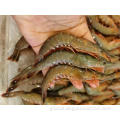 China Frozen Spear Littoral Shrimp Parapenaeopsis Hardwickii Supplier